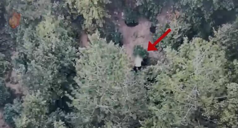 Mirditë/ Kultivonte bimë narkotike në mes të pyllit, arrestohet 37-vjeçari