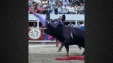 Andres Roca Bull Mk