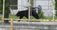 Fukushima Bear Maketa