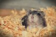 Hamster 3878853 1280