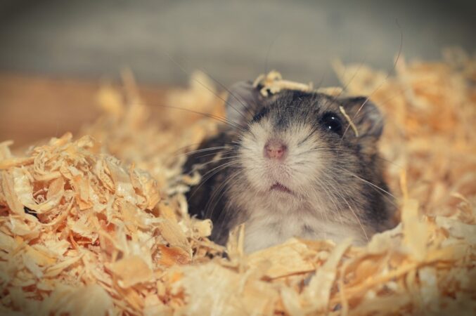 Hamster 3878853 1280