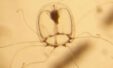 26cdac0f Immortal Jellyfish