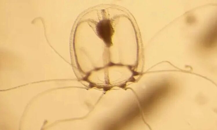 26cdac0f Immortal Jellyfish