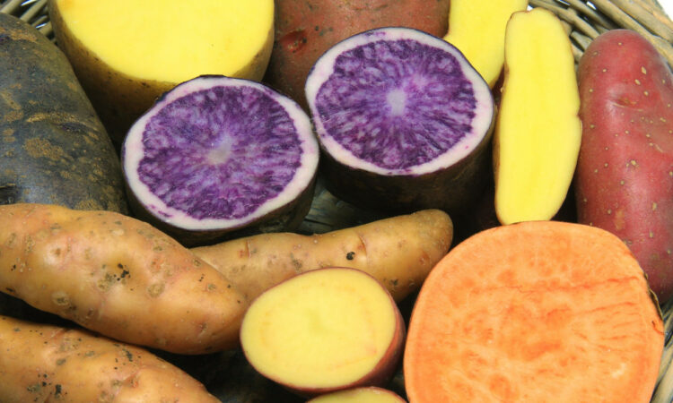 C95c2fbe Bigstock Colorful Potatoes 46451047