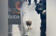 Proteste Pula