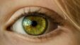 Retina