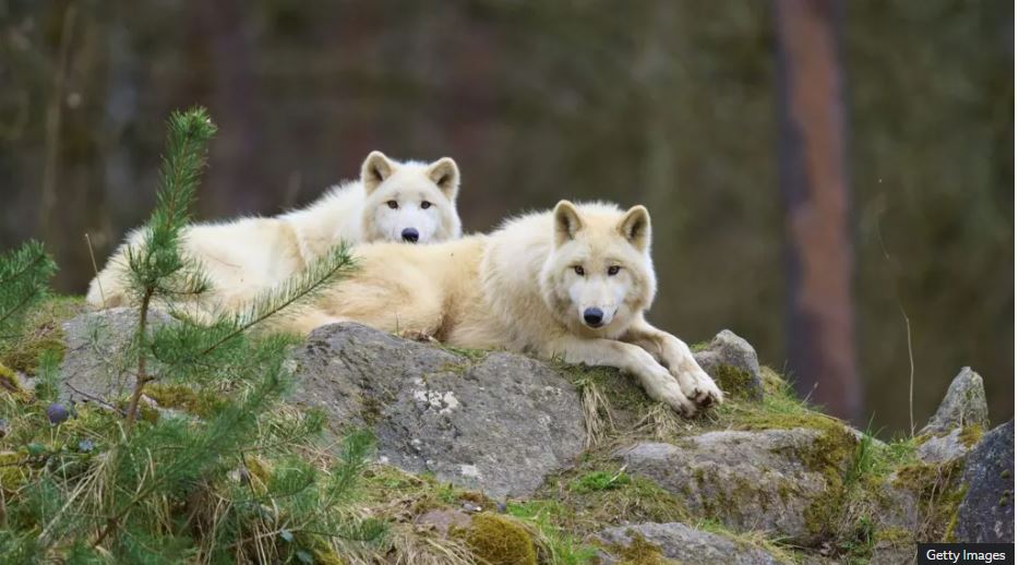 U sulmua nga një ujk në një kopsht zoologjik në Gjermani  8 vjeçarja në gjendje kritike